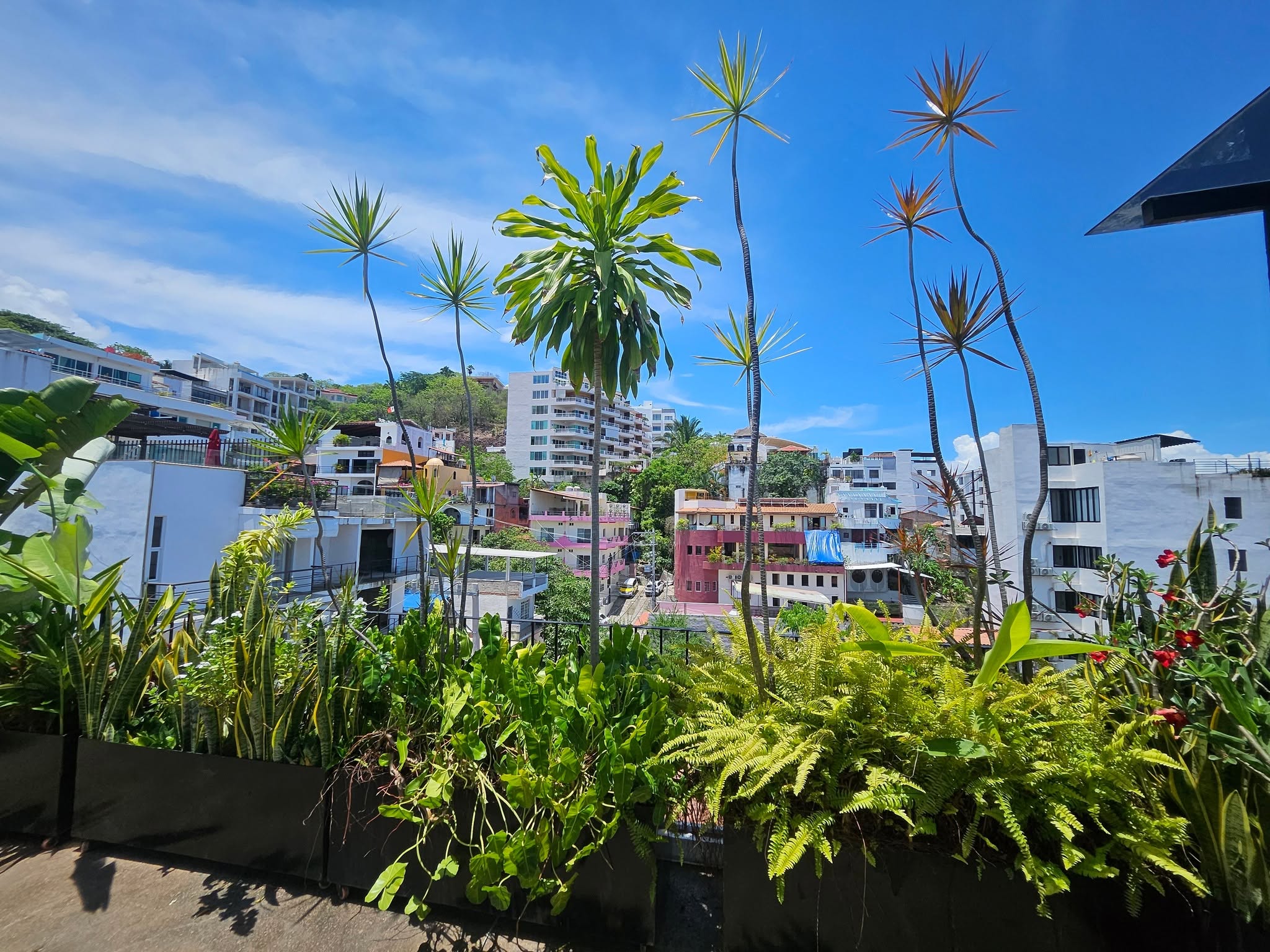 Terrace planters filled with tropical plants overlooking the neighborhood